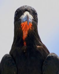 Close-up of bird