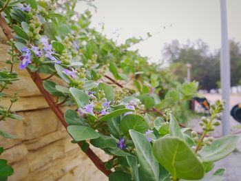 Close-up of purple flowering plants