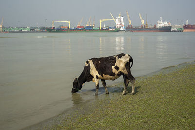 View of a horse in the sea