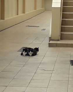 High angle view of dogs on tiled floor