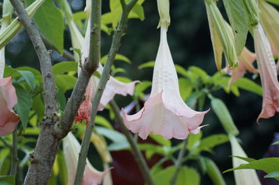 Close-up of flower blooming outdoors