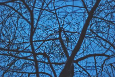 Low angle view of bare tree against sky