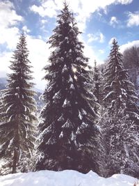 Low angle view of snow covered trees against sky