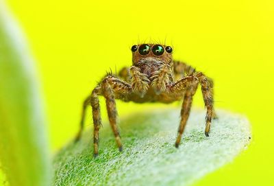 Close-up of spider on leaf