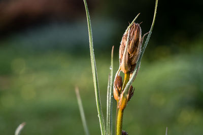 Close-up of fresh plant