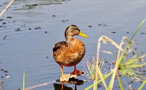 Close-up of duck in lake