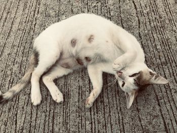 High angle view of dog sleeping on wooden floor