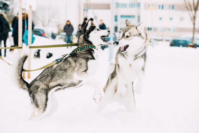 Dogs running on snow covered field