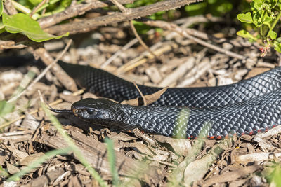 Close-up of lizard on field