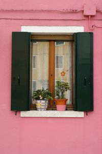 Potted plant on window of building