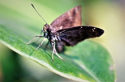 Close-up of butterfly on leaf