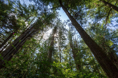 Low angle view of bamboo trees in forest