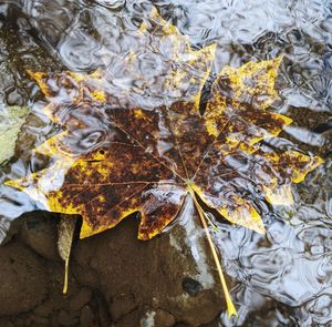 High angle view of maple leaves on water