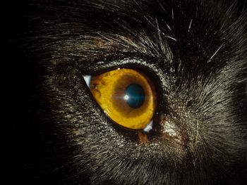 Close-up portrait of a cat