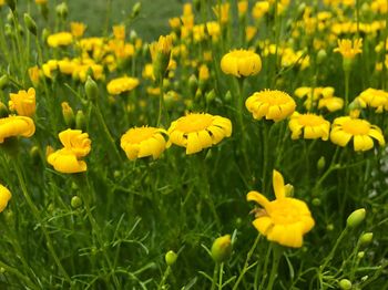 Close-up of yellow flowering plants on field