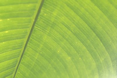 Full frame shot of green leaves