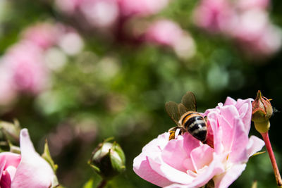 Close-up of bee pollinating on pink flower