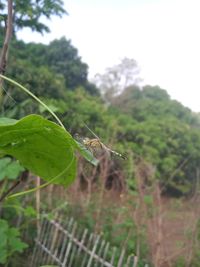 Close-up of insect on plant