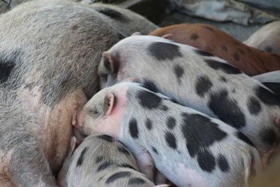 Close-up of pigs drinking