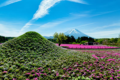 Purple flowering plants on field against sky