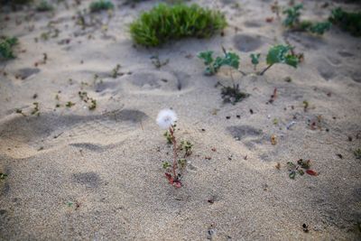 High angle view of crab on beach