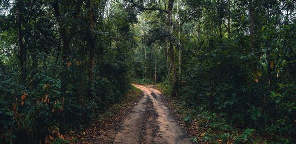 Road amidst trees in forest