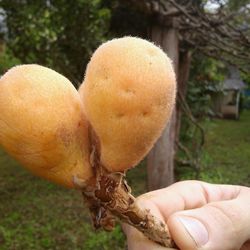 Close-up of cropped hand