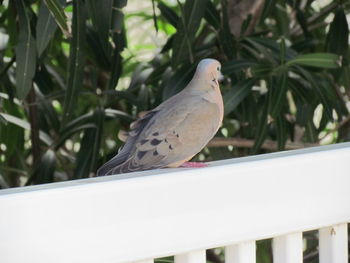 Bird perching on leaf