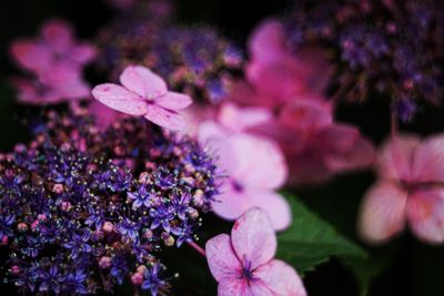 Close-up of purple flowers blooming outdoors