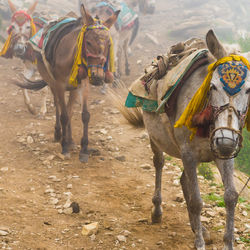 Group of people running on dirt road