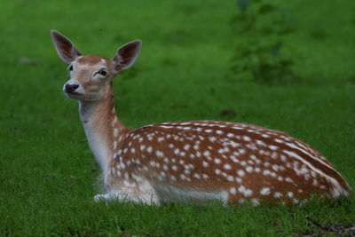 Portrait of deer