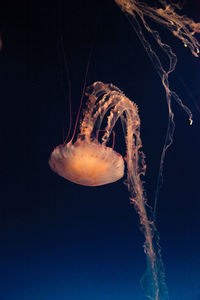 Close-up of jellyfishes swimming in sea