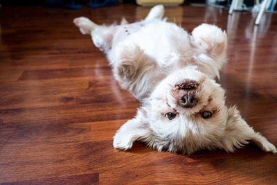 High angle view of a dog on hardwood floor