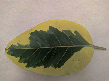 High angle view of autumnal leaves against white background