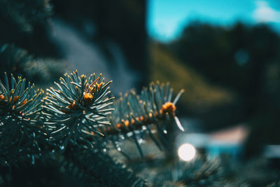 Close-up of pine tree