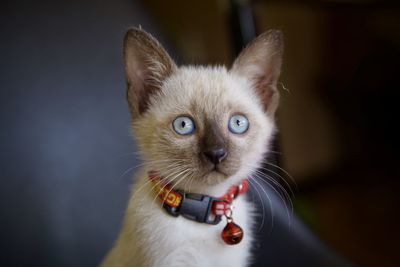 Close-up portrait of a cat