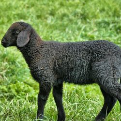 Sheep standing in a field