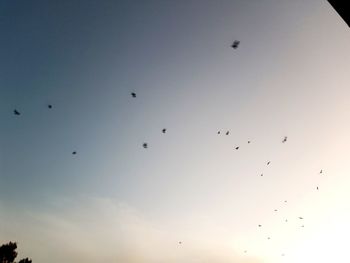 Low angle view of birds flying in sky