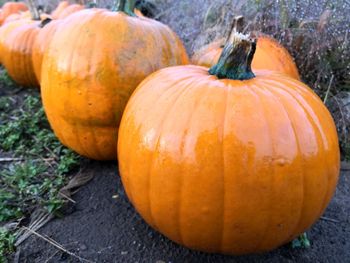 Close-up of pumpkins on field