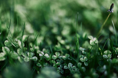 Close-up of purple crocus flowers on field