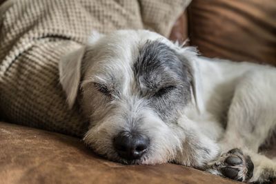 Close-up of dog sleeping on sofa at home