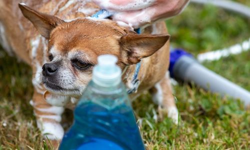 Close-up of a dog on field