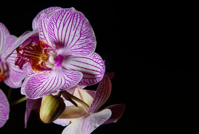 Close-up of purple iris flower against black background