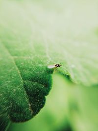 Close-up of insect on leaf