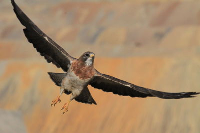 Low angle view of eagle flying