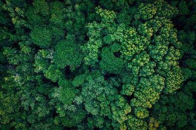 Drone shot of fresh green plants