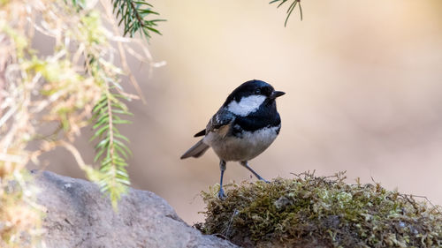 Close-up of bird perching on a plant