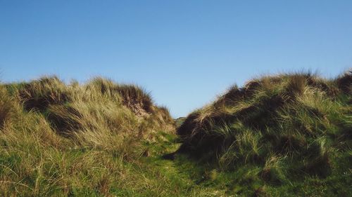 Plants on field against clear blue sky