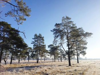 Trees on field against clear sky