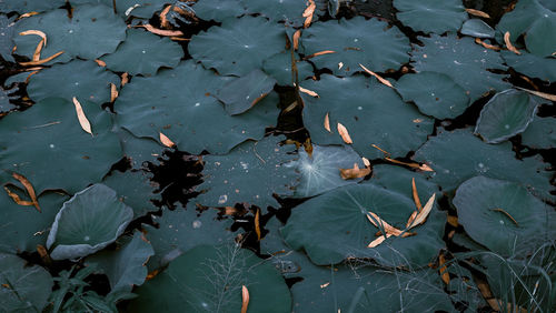 High angle view of leaves floating on lake